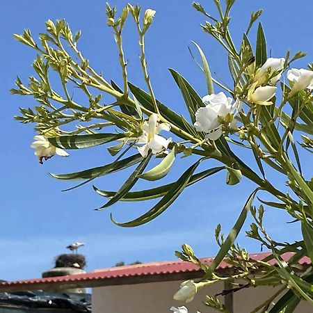 Herdade Dos Salgados Do Fialho FAO Eksteriør bilde