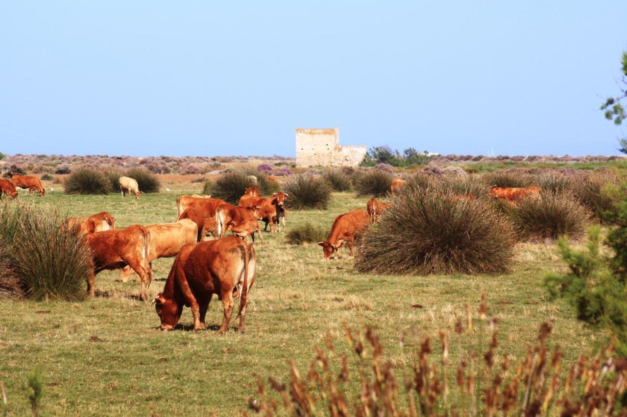Herdade Dos Salgados Do Fialho FAO Eksteriør bilde