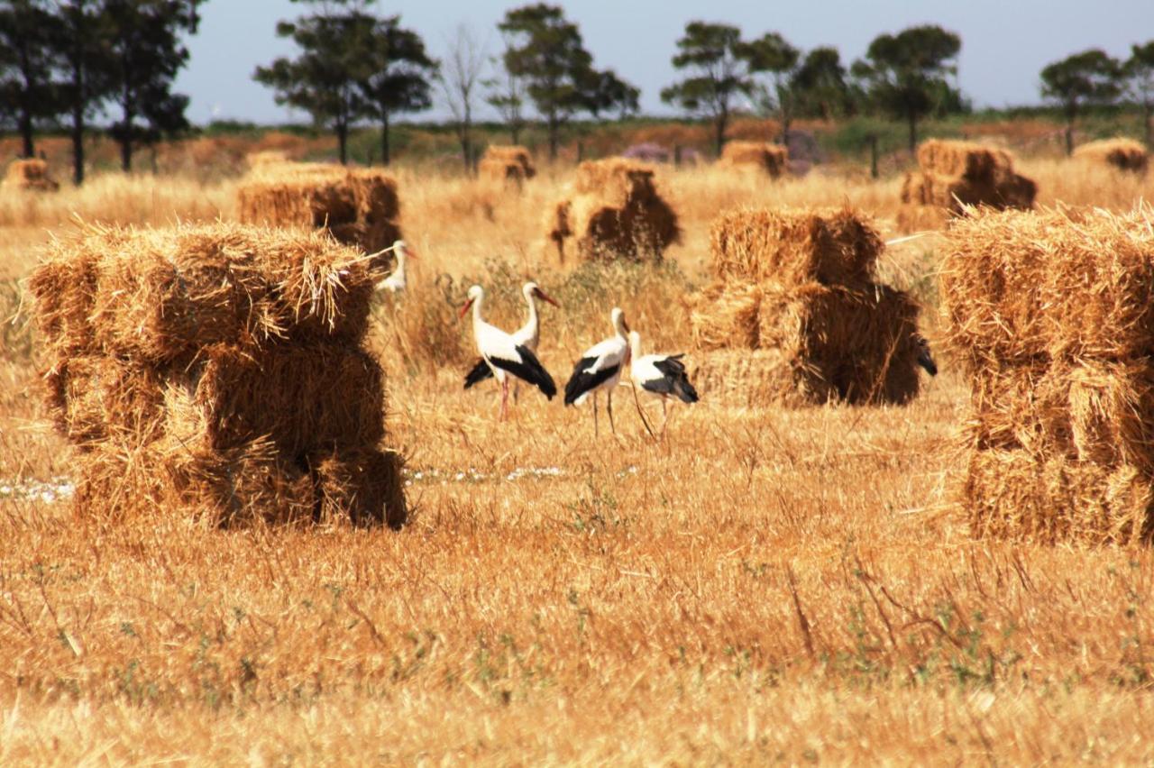 Herdade Dos Salgados Do Fialho FAO Eksteriør bilde