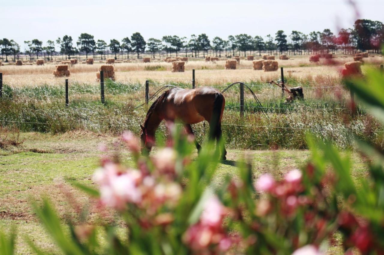 Herdade Dos Salgados Do Fialho FAO Eksteriør bilde