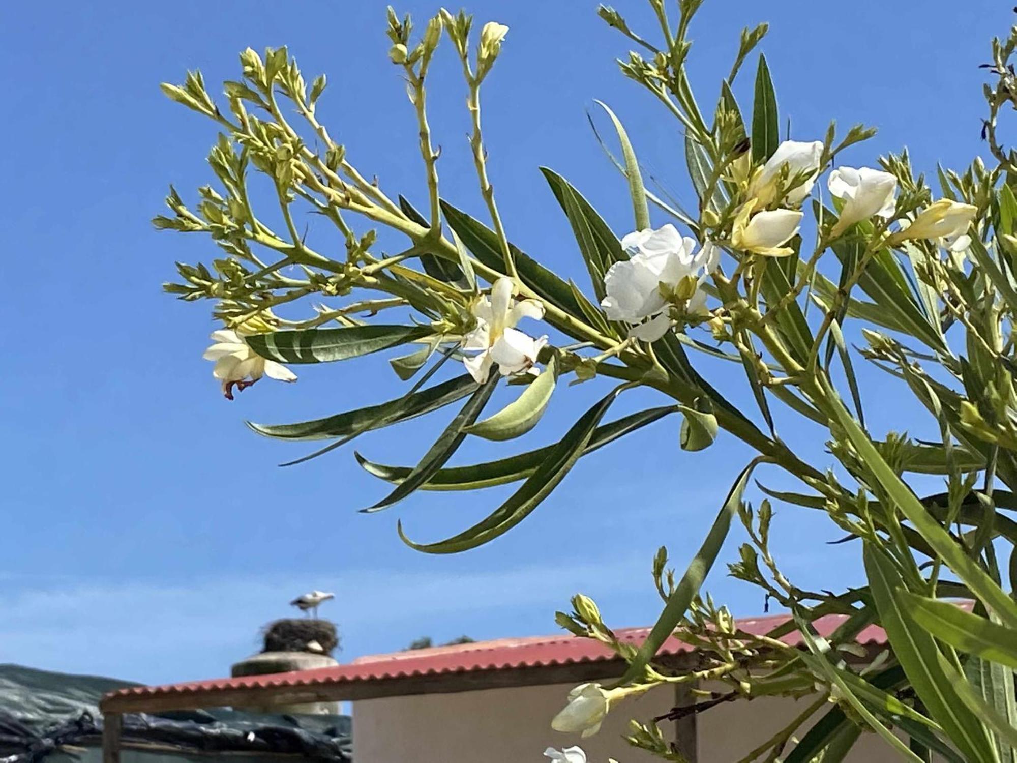 Herdade Dos Salgados Do Fialho FAO Eksteriør bilde